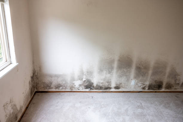 Best Emergency Mold Remediation  in Jonesville, MI